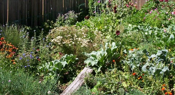 100_3487_0132-permaculture-600x325
