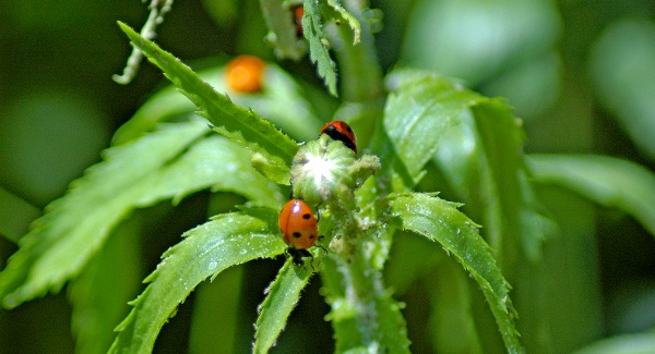 ladybug-3-600x325