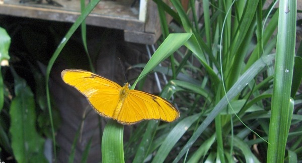 yellow-butterfly600x325